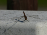 FZ008579 Dragonfly on electricity box.jpg